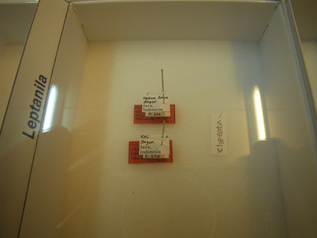 Type specimens at LIPI