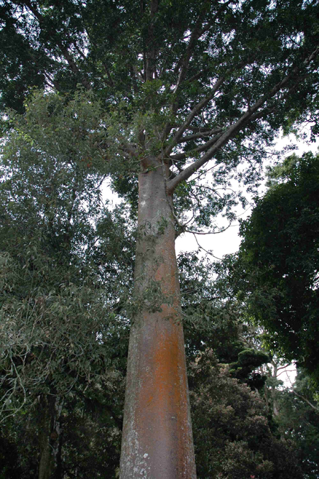 Agathis borneensis